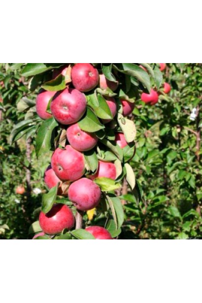 яблуня колоновидна Скорпіон дерево у плодах